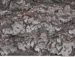 Tree Bark